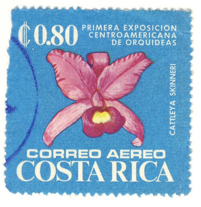 Primera exposicion de orquideas Cattleya skinneri