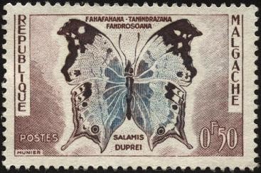 República de Malgache. Mariposa Salamis duprei.