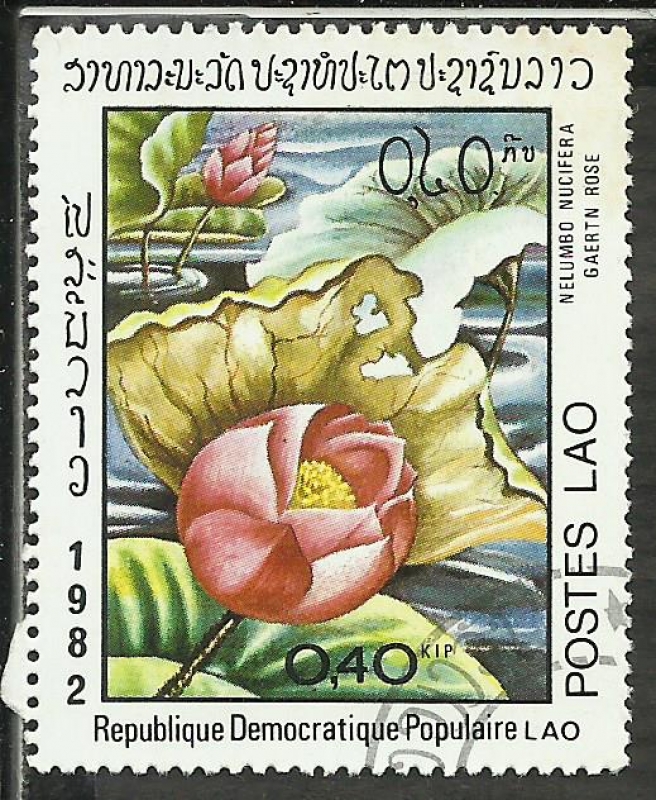 Nelumbo Nucifera Gaertn Rose