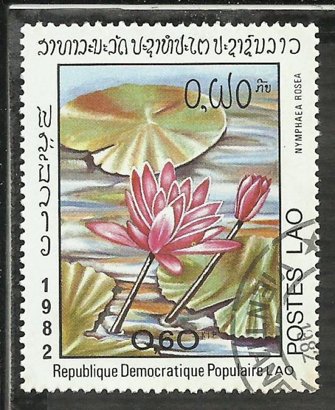 Nymphaea Rosaea