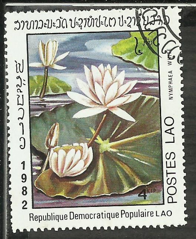 Nymphaea White