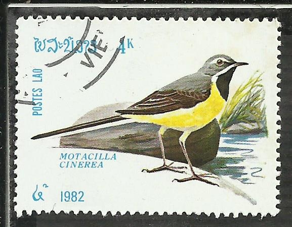 Motacilla Cinerea