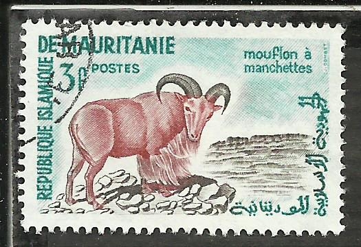 Mouflon a Manchettes