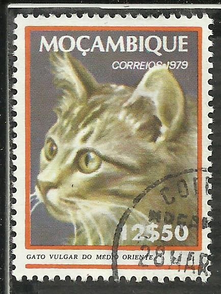 Gato vulgar do medio oriente