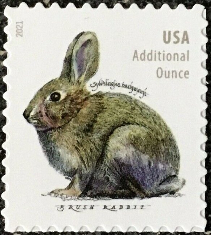  Brush Rabbit (Sylvilagus bachmani)
