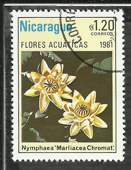 Nymphaea Marliacea Chromat