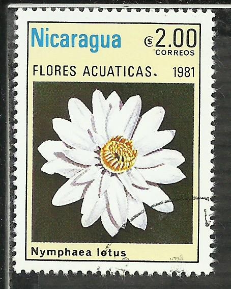 Nymphaea Lotus