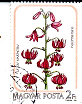 FLORES