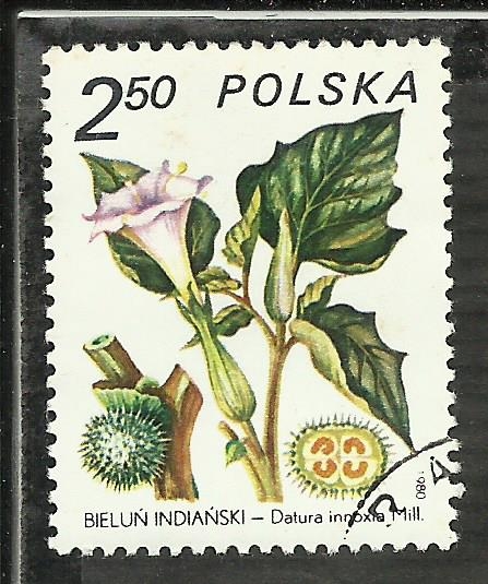 Datura Innoxia