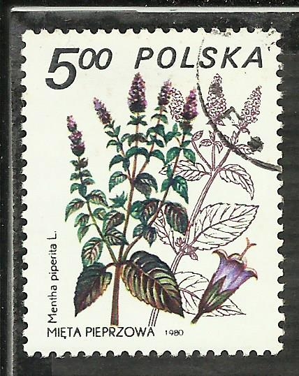 Mentha Piperita