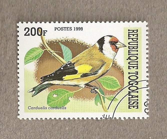 Ave Carduelis carduelis