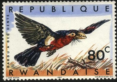Aves de Rwanda. 'Barbu a Bec Dente'.