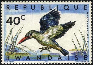 Aves de Rwanda. Martín Pescador