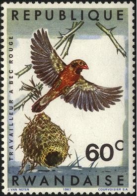 Aves de Rwanda. Tejedor de pico rojo y su nido.
