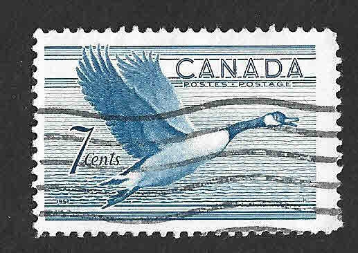 320 - Ganso de Canadá 