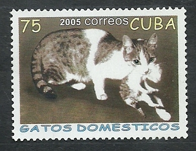 Gatos  domesticos