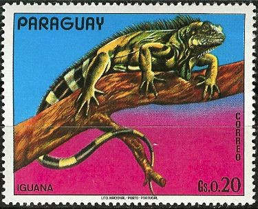 Iguana