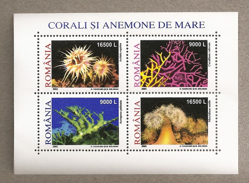 Corales y anémonas del mar