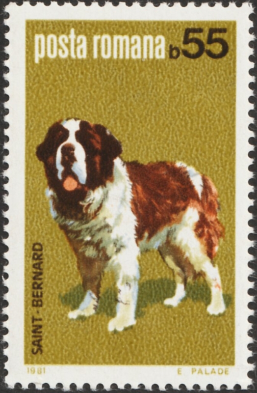 San Bernardo (Canis lupus familiaris)