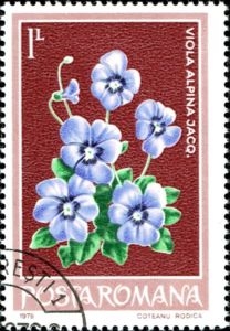 Violeta alpina (Viola alpina)