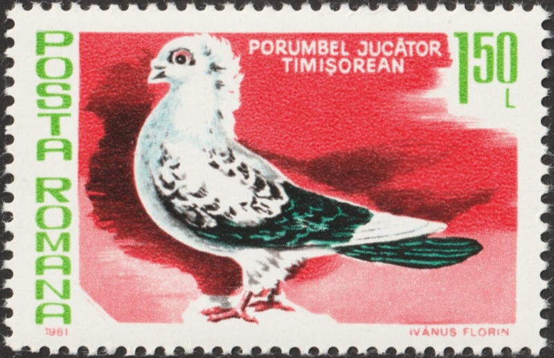 Cría de palomas, Timisoara Pied Pigeon (Columba livia forma domestica)