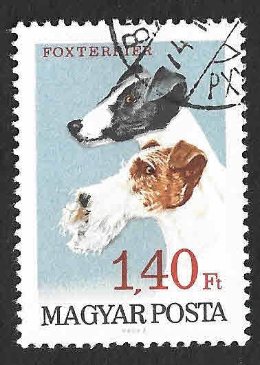 1838 - Fox Terrier​