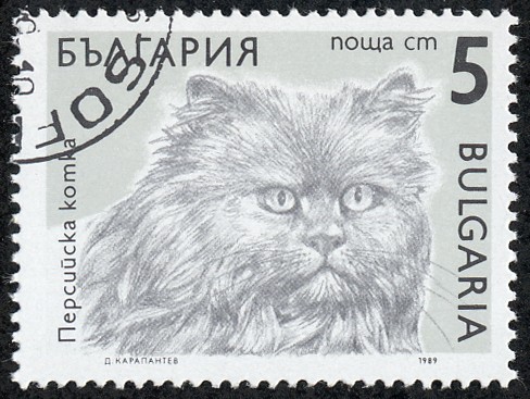 Gatos