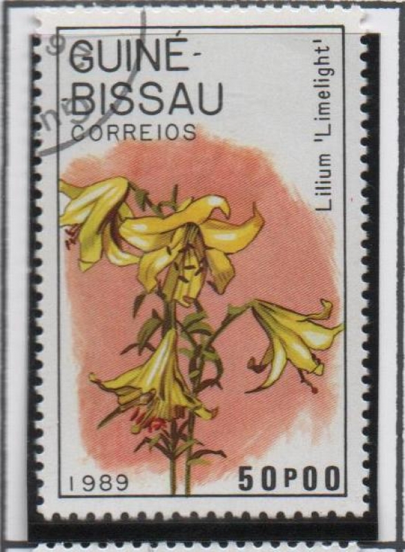 Lirios, Limelight