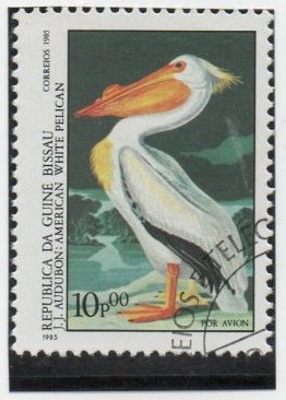 Pelicano