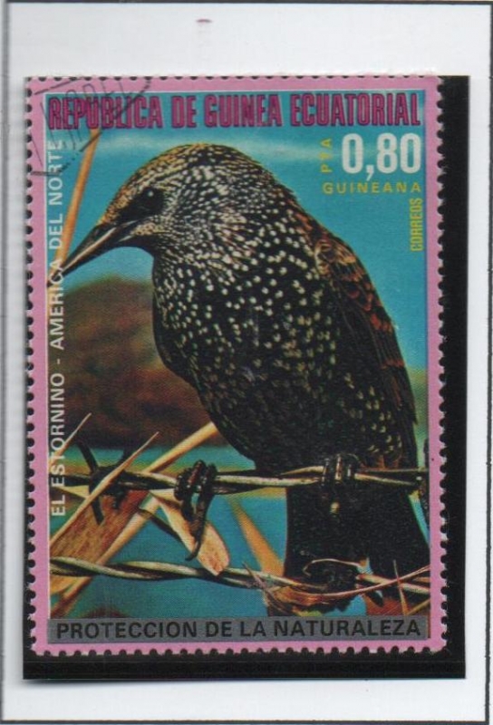 pajaros d' america d' Norte. Estornino