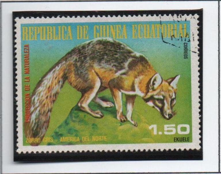 Animales d' America d' Norte, Zorro Gris