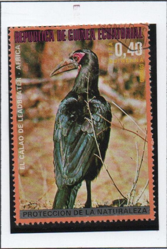 Pajaros d' Africa, Calao leadbeter