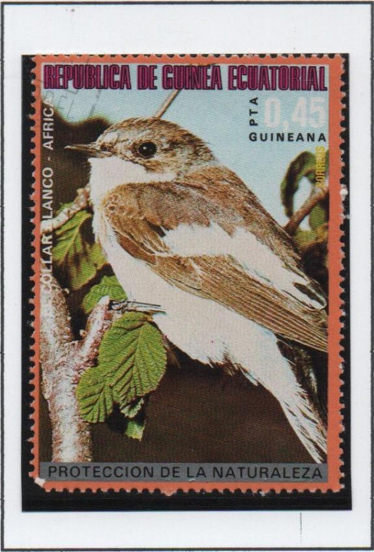 Pajaros d' Africa, Mirlo d' cuello Blanco