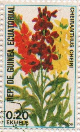 Cheiranthus cheiri