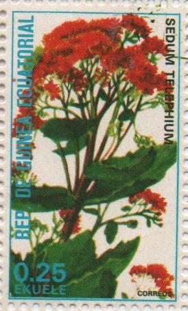 Sedum telephium