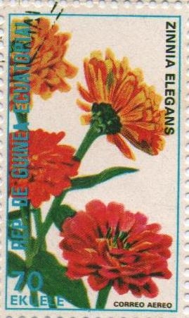 	Zinnia elegans.