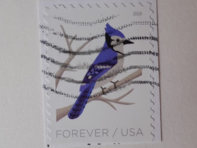 Blue Jay (Cyanocitta cristata)-Arrendajo Azul- Serie;Birds in Winter- Pájaros en Otoño