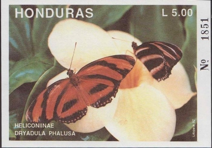 Mariposas de Honduras, Ala larga rayada (Dryadula phaetusa)