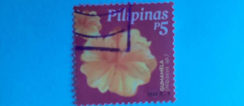 Gumamela- Hibiscus Sp-(Flor de Jamaica)-Serie: Flores populares. 