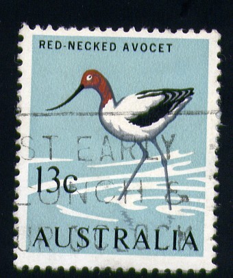 Red-necked avocet