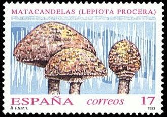 ESPAÑA 1993 3244 Sello Nuevo Micología Setas, Mushrooms Matacandelas Michel3102 Scott2700