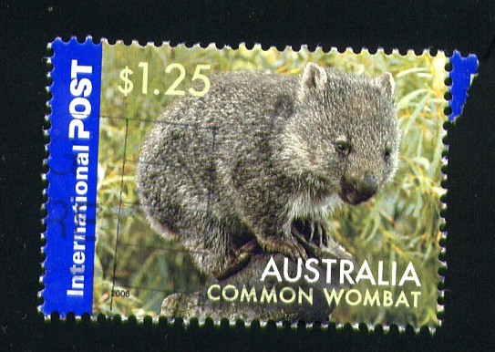 Wombat común