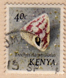 1971 Conchas marinas: Trochus flammulatus