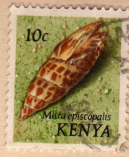 1971 Conchas marinas: Mitra episcopalis