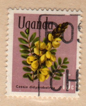 1969 Plantas: Cassia didymobotrya