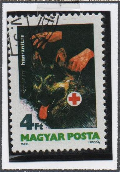 Perro Lazarill d' l' Cruz Roja
