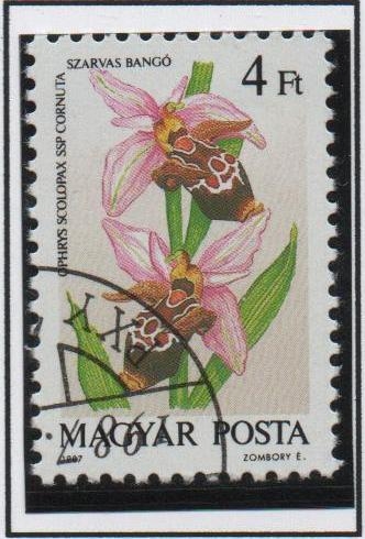 Orquídeas: Ophrys Scolopax Cormuta