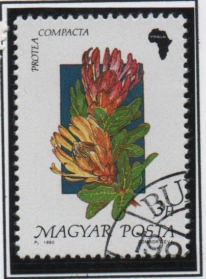 Flores d' Africa, Compacta protea