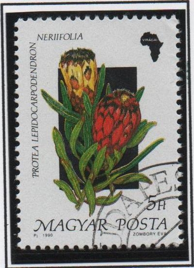 Flores d' Africa, Lepidocarpodendron Protea