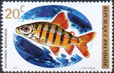 Fish (1973), Distichodus de seis bandas (Distichodus sexfasciatus)